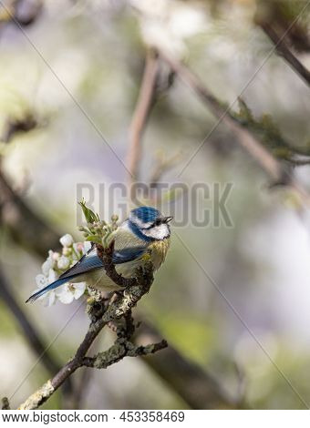 European Blut Tit Is One Of The Common But Hard To Capture Bird In Uk Because Of It's Versatile Move