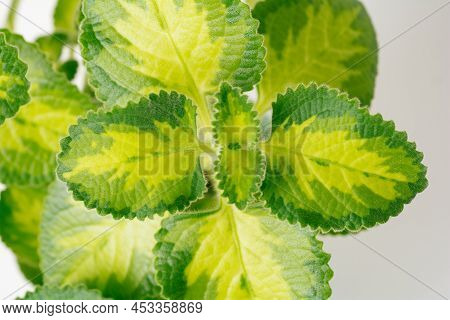 Green Variegated Plant Plectranthus Amboinicus Golden Ruffles Close-up. Home Plant Concept. Texture 