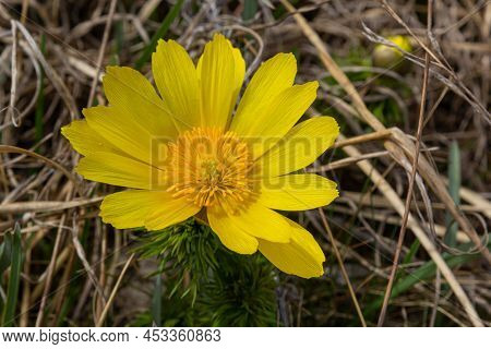 Yellow Forest Flowers Adonis Vernalis, Pheasant's Eye, Spring Pheasant's Eye, Yellow Pheasant's Eye,