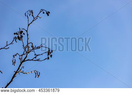 Alder Tree Alnus Branches And Small Cones Catkins At Autumn/winter/spring At Blue Sky Background At 