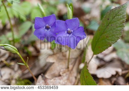 Vinca Minor. Periwinkle, Dwarf Periwinkle, Small Periwinkle, Common Periwinkle. Is A Species Of Flow