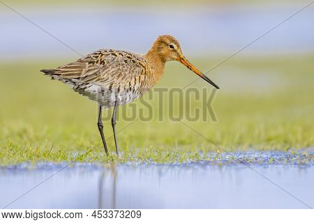 Black-tailed Godwit (limosa Limosa) Resting And Foraging In Shallow Water Of A Wetland During Migrat