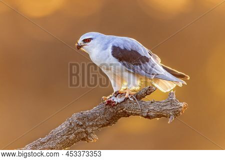 Black-winged Kite (elanus Caeruleus) Bird Of Prey Perched In Tree With Mouse Prey Catch On Bright Ba