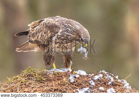 Buzzard (buteo Buteo) Plucking Feathers From Fresh Kill. This Bird Of Prey Is Common In All Of Europ