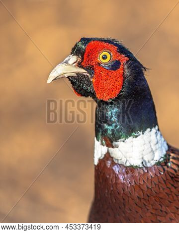 Common Pheasant (phasianus Colchicus) Portrait.this Bird Is Native To Asia And Parts Of Europe Like 