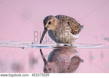 Dunlin (calidris Alpina) Is A Small Wader. Bird Wading In Shallow Water Of Wetland During Migration.