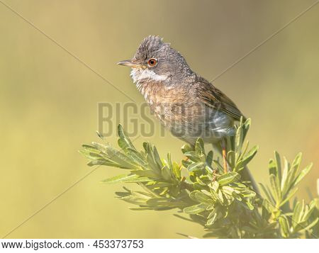 Greater Whitethroat (curruca Communis) Is A Common And Widespread Typical Wwrbler Which Breeds Throu