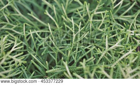 Closeup Background Image Of Arizona Cypress Also Known As Cupressus Arizonica.