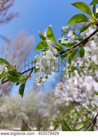 Bloomingtree, Early Spring, Beautiful View Attracts The Eye, Romantic Mood, Desire For Freedom And A