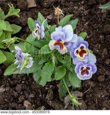 Yellow And Purple Blooming Pansies In The Garden. Viola Cornuta, Horned Pansies, Crested Pansies
