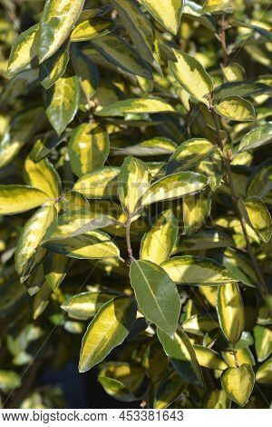 Oleaster Limelight Variegated Leaves In The Spring