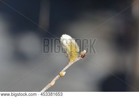 Kilmarnock Willow Branch With Flower In The Spring