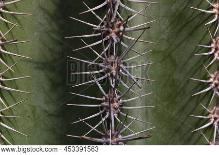 Close Up Of Large Cactus Needles, Flora