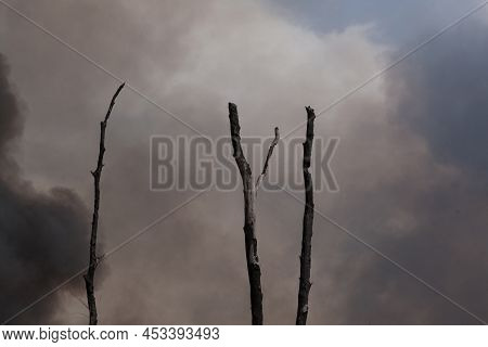 Burnt Tree Trunks Damaged After The Fire. Black Smoke And Ashes Pollutes Atmosphere.