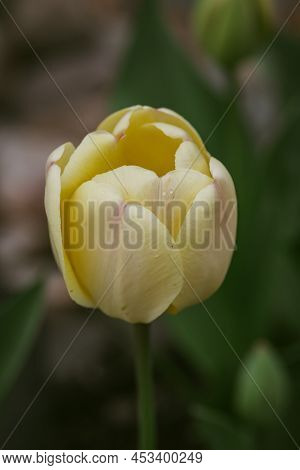 Cream Jewel Tulip Standing Prettily In The Spring Sun.