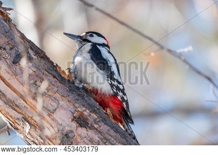 Little Woodpecker Sits On A Tree Trunk. The Great Spotted Woodpecker, Dendrocopos Major