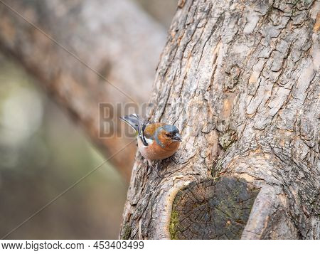 Common Chaffinch, Fringilla Coelebs, Sits On A Tree. Common Chaffinch In Wildlife.