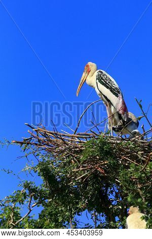Painted Stork (mycteria Leucocephala) Brid Standing On Bird Nest Against Clear Blue Sky