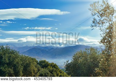 Sierra Nevada As Seen From The Olive Groves In The Llano De La Perdiz In Granada, Andalusia, Spain.