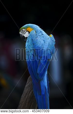Beautiful Feather Of Blue Glod Macaw Bird Perching On Dry Branch