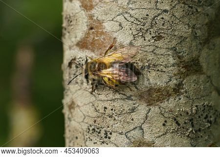 Closeup Of A Female Solitary Mellow Miner Bee, Andrena Mitis, Sitting On A Tree Trunk, Loaded With Y