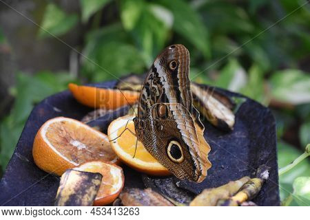 Intricate Design On The Wings Of A Barn Owl Butterfly On Old Fruit.