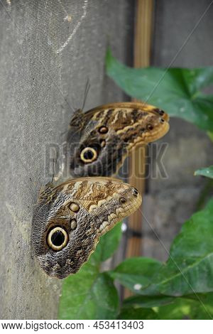 Two Barn Owl Butterflies Resting On A Screened Area.