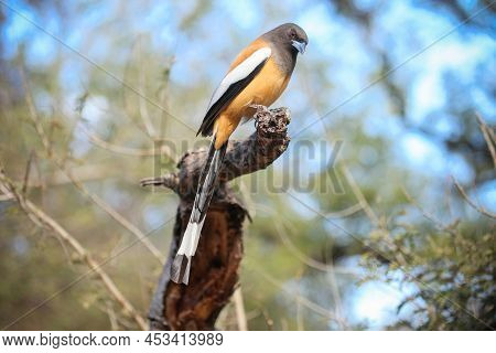 Rufous Treepie (dendrocitta Vagabunda) Sitting On A Dry Branch