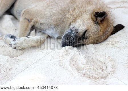 The Brown Dog Sleep On The Beach