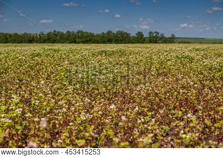 Buckwheat Blooms In The Field. White Flowers. Sky With Dark Clouds.