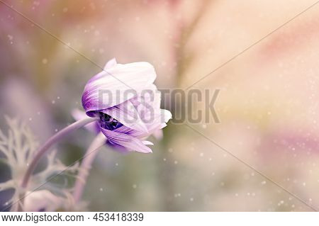 Beautiful Flowers Background And Copy Space For Your Design