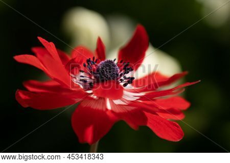 Beautiful Flowers Background And Copy Space For Your Design