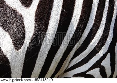 Fur Of A Zebra, Zebra Stripes, Black And White