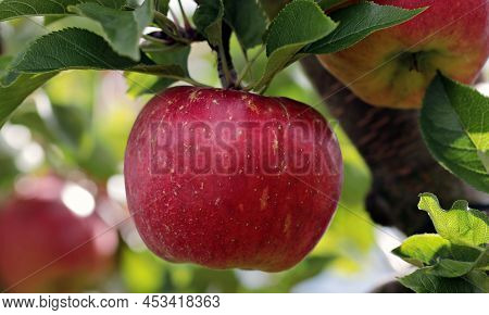 Autumn Day. Rural Garden. In The Frame Ripe Red Apples On A Tree.