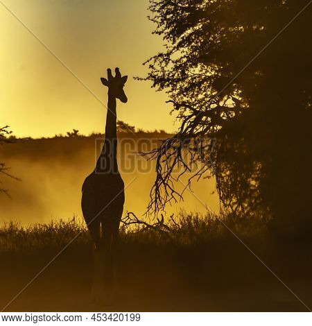 Giraffe Front View At Sunset In Kgalagadi Transfrontier Park, South Africa ; Specie Giraffa Camelopa
