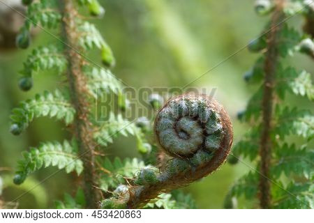 Fresh Fern Spiral Close Up View Of Fresh Green Young Wild Fern In Spiral Form With Shallow Depth Of 
