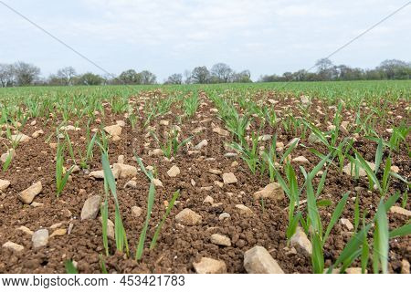 Spring Barley (hordeum Vulgare) Crop