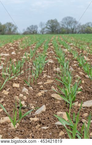 Spring Barley (hordeum Vulgare) Crop