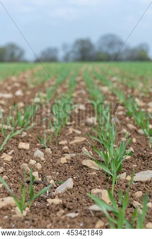 Spring Barley (hordeum Vulgare) Crop