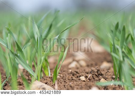 Spring Barley (hordeum Vulgare) Crop