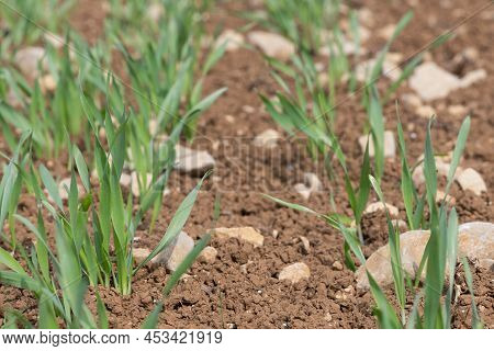 Spring Barley (hordeum Vulgare) Crop