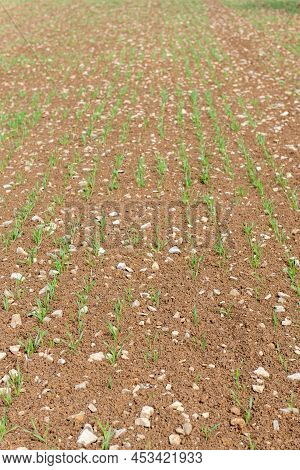 Spring Barley (hordeum Vulgare) Crop