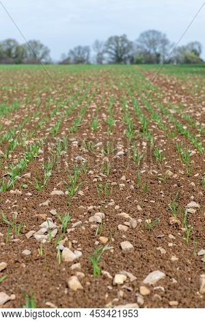 Spring Barley At Post Emergence (hordeum Vulgare) Growing In A Field