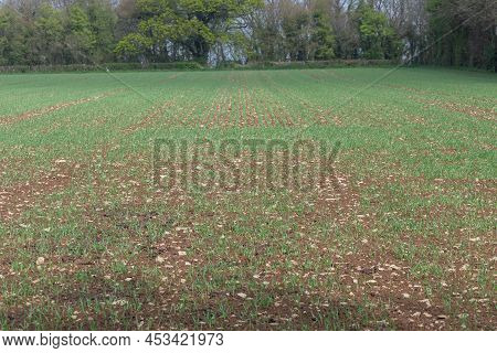 Spring Barley (hordeum Vulgare) Crop
