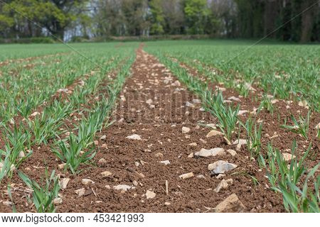 Spring Barley (hordeum Vulgare) Crop