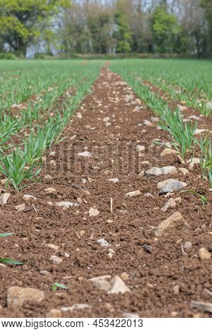 Spring Barley (hordeum Vulgare) Crop