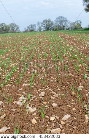Spring Barley (hordeum Vulgare) Crop