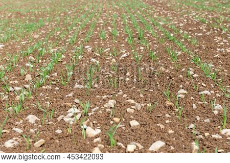 Spring Barley (hordeum Vulgare) Crop