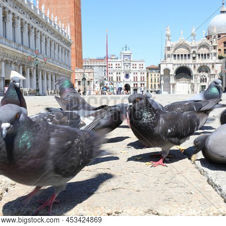 Urban Pigeons In San Marco Square In Venice In Northern Italy With Very Few People With The Basilica