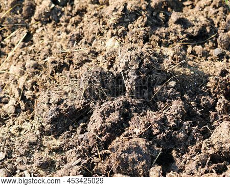 Background Of Fresh Brown Manure Just Spread In The Field To Fertilize Using Natural And Non-chemica